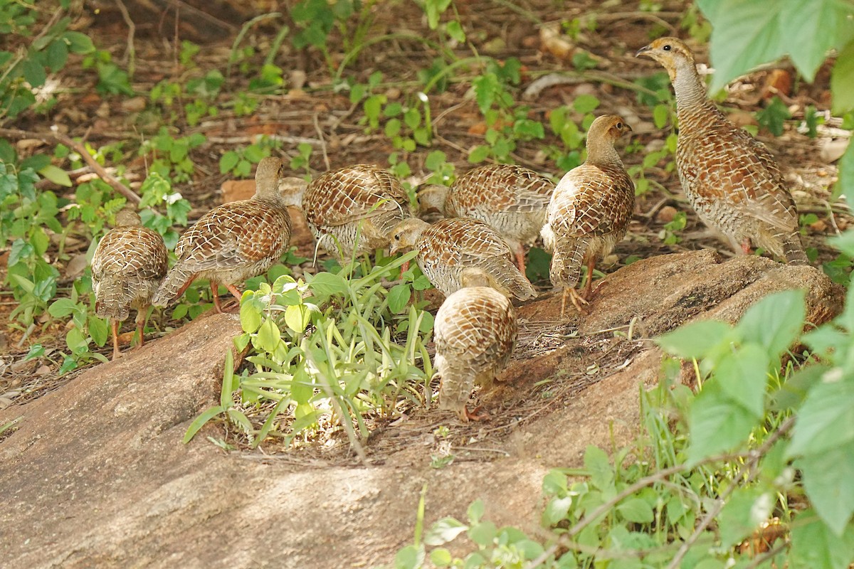 Gray Francolin - ML646098605
