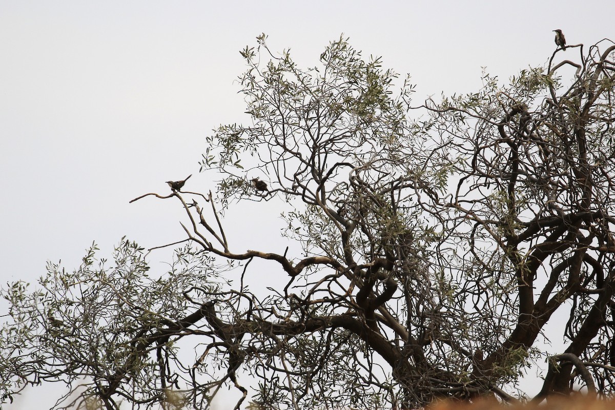 Chestnut-crowned Babbler - ML646098613