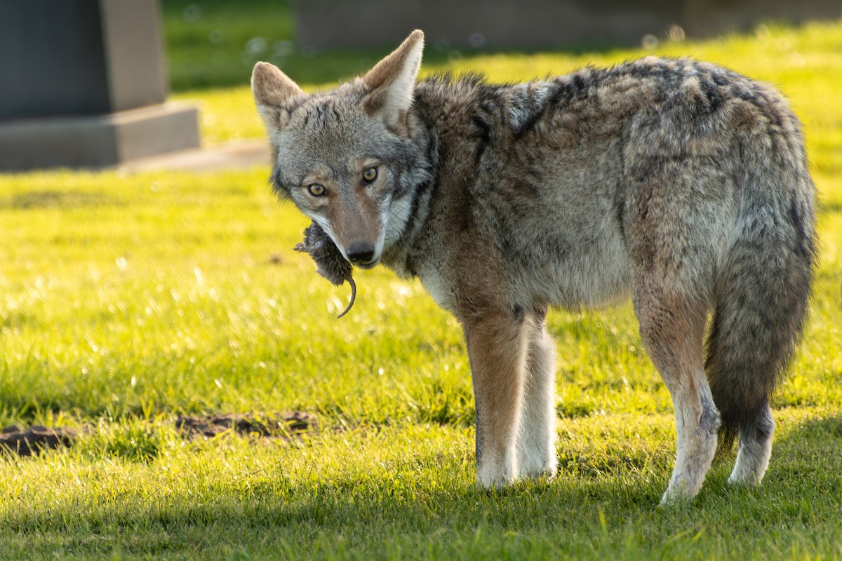 California Valley Coyote - ML646098620