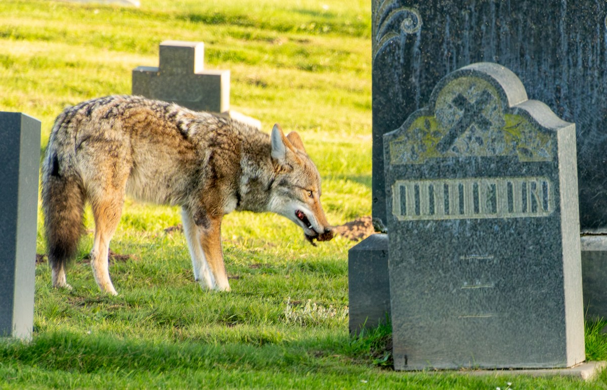 California Valley Coyote - ML646098621