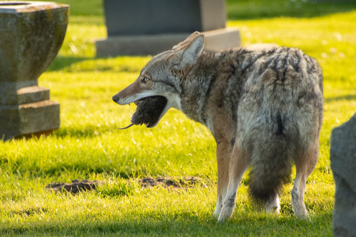 California Valley Coyote - ML646098622