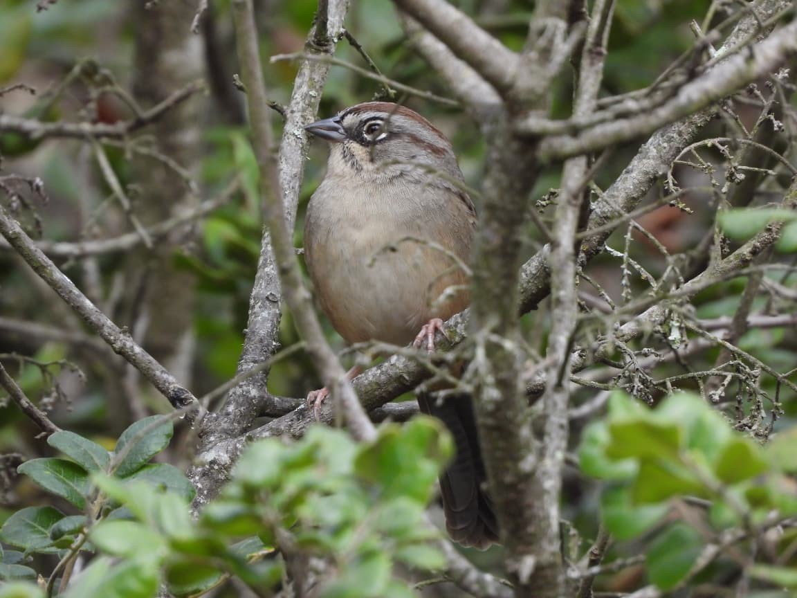 Oaxaca Sparrow - ML646098624