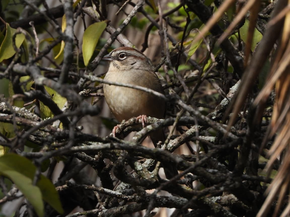 Oaxaca Sparrow - ML646098625