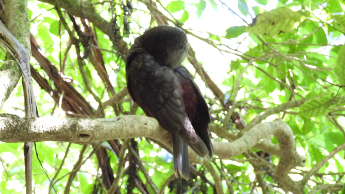 New Zealand Kaka - ML646098626