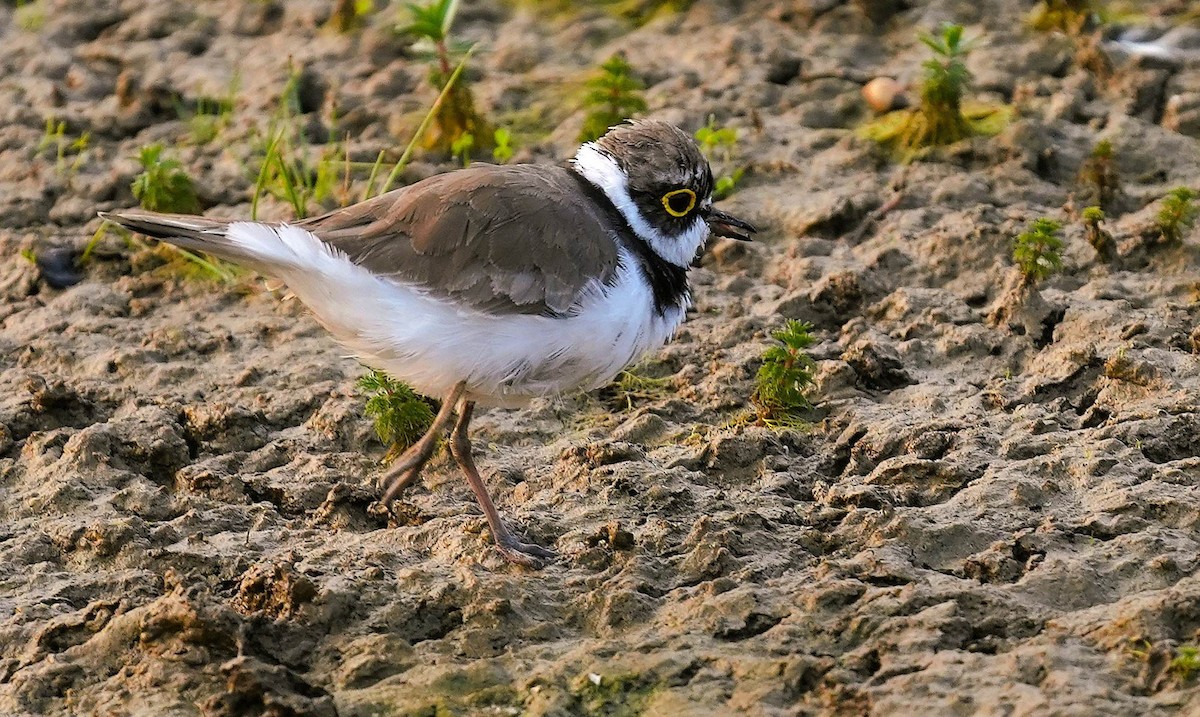 Little Ringed Plover - ML646098627
