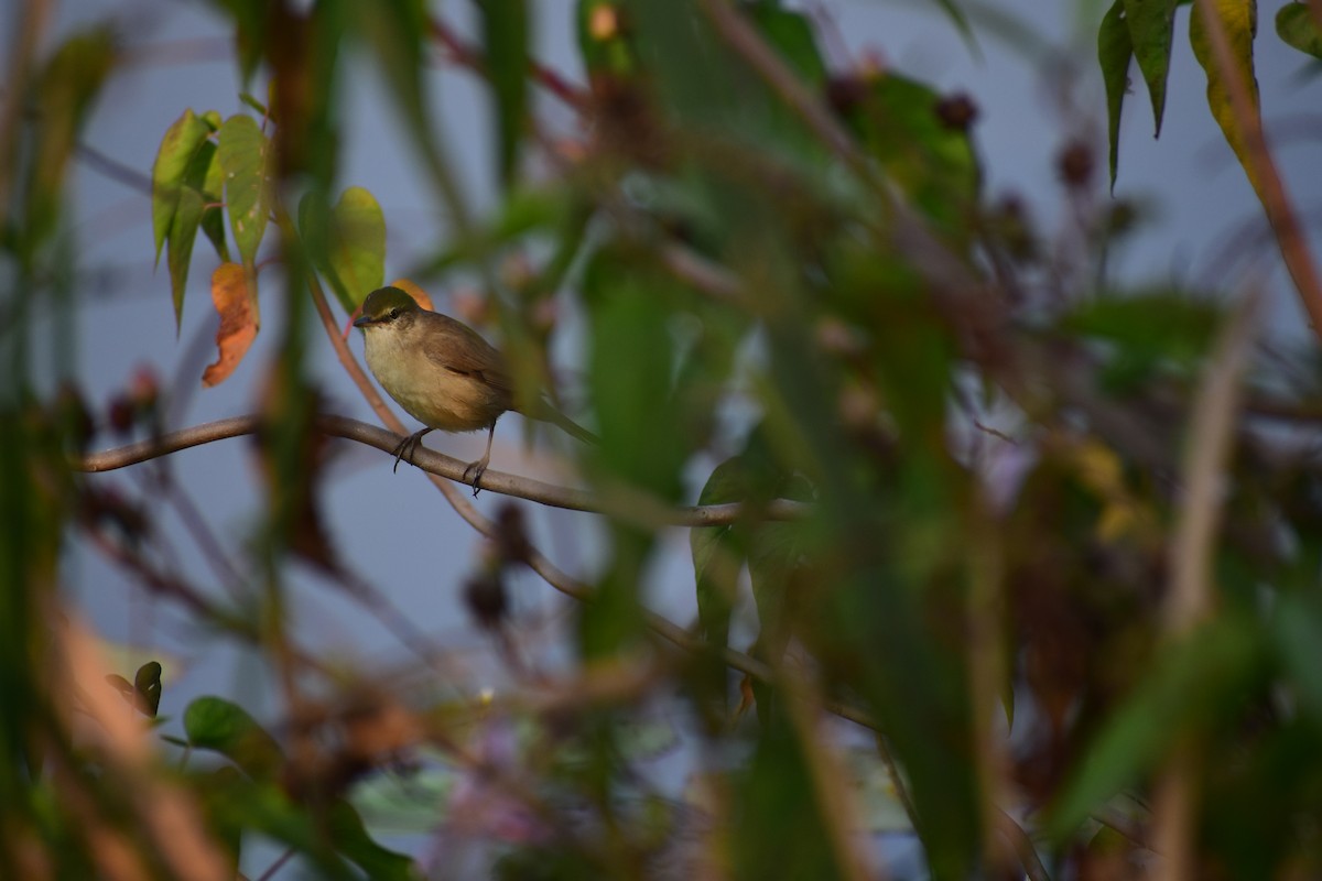 Clamorous Reed Warbler - ML646098628