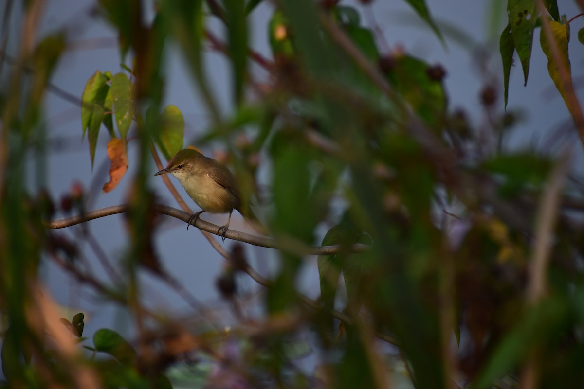 Clamorous Reed Warbler - ML646098629