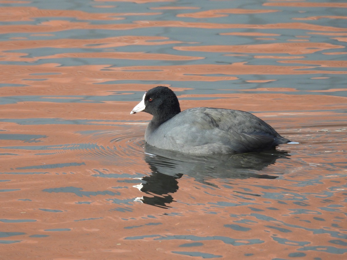 American Coot - ML646098632