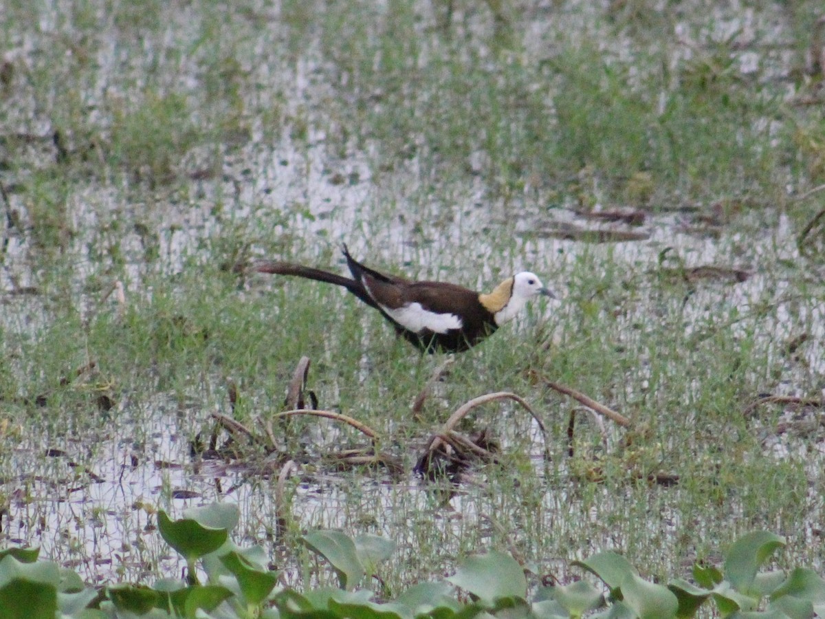 Pheasant-tailed Jacana - ML646098633