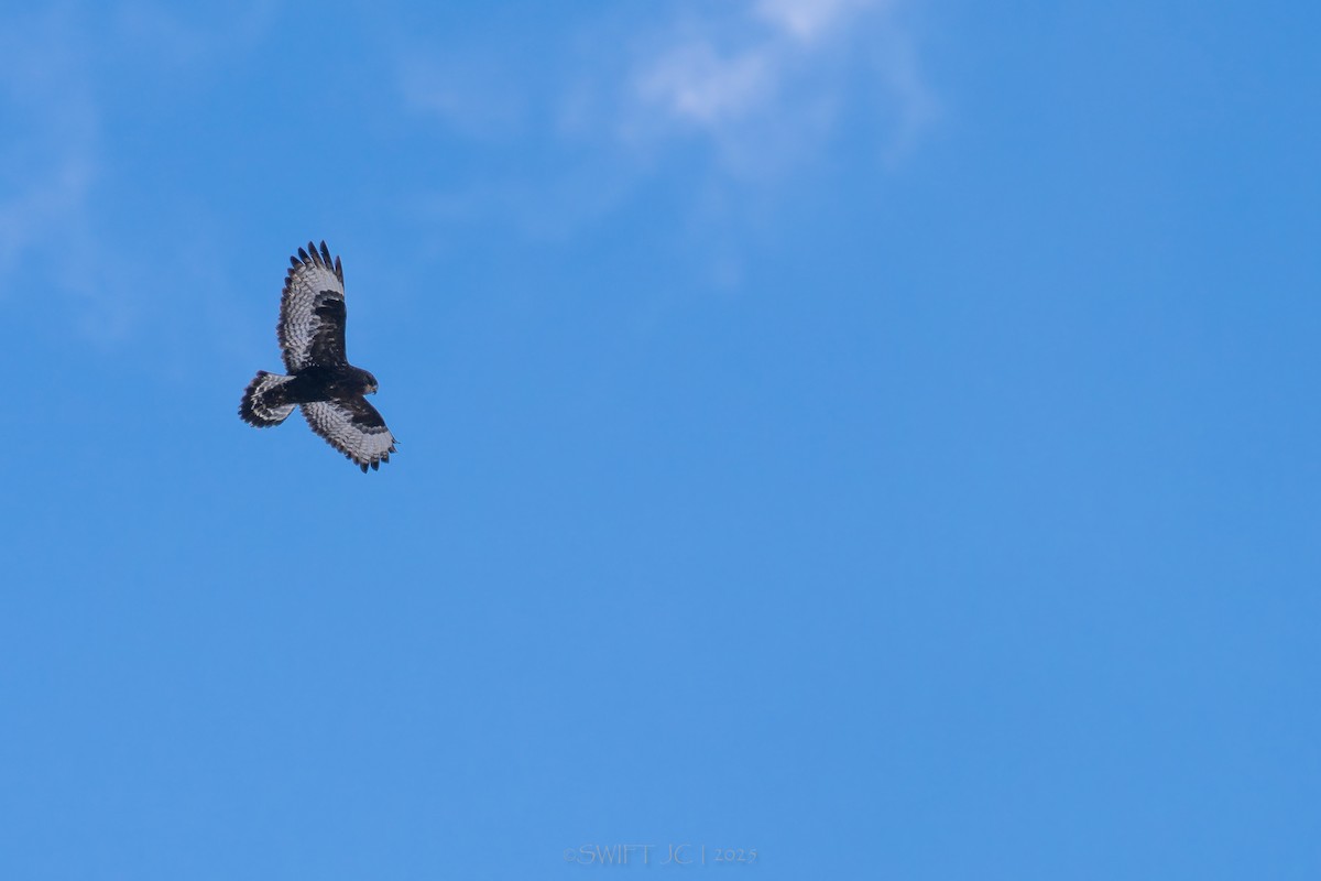 Rough-legged Hawk - ML646098634