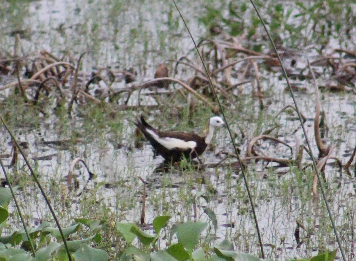 Pheasant-tailed Jacana - ML646098636