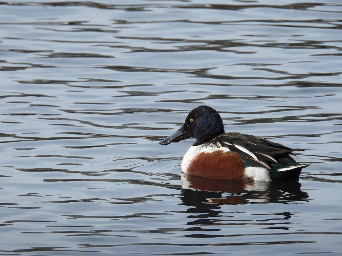 Northern Shoveler - ML646098637