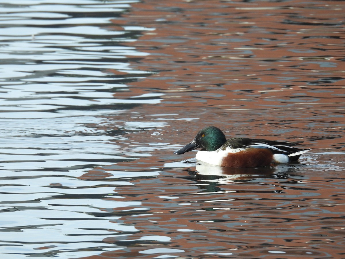 Northern Shoveler - ML646098639