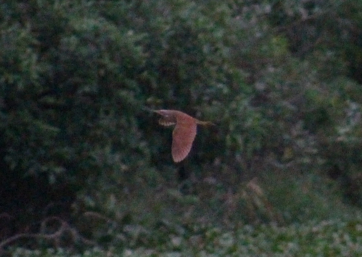 Cinnamon Bittern - ML646098640