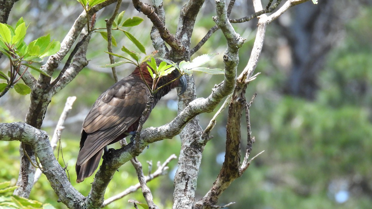 New Zealand Kaka - ML646098641