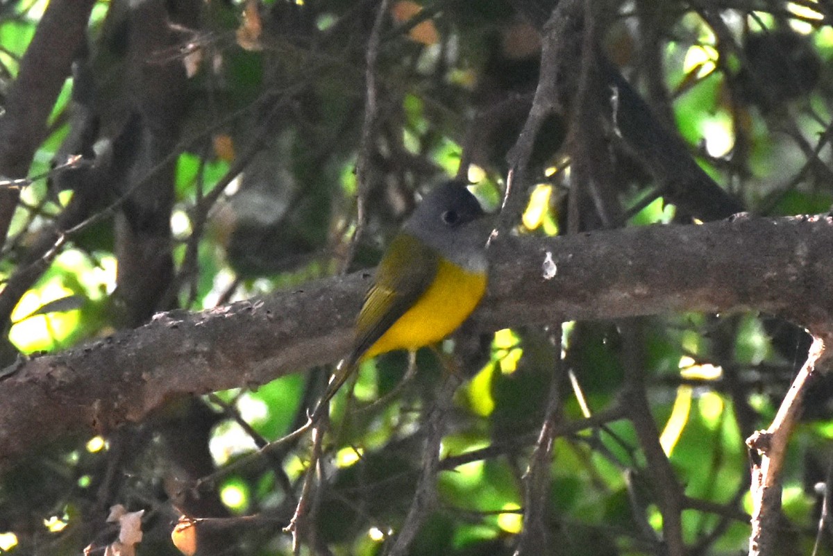 Gray-headed Canary-Flycatcher - ML646098642