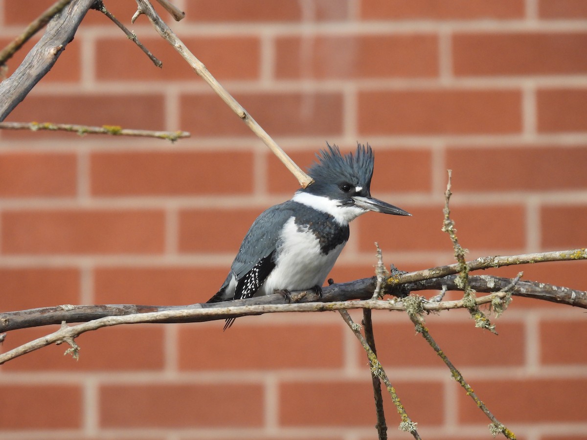 Belted Kingfisher - ML646098643