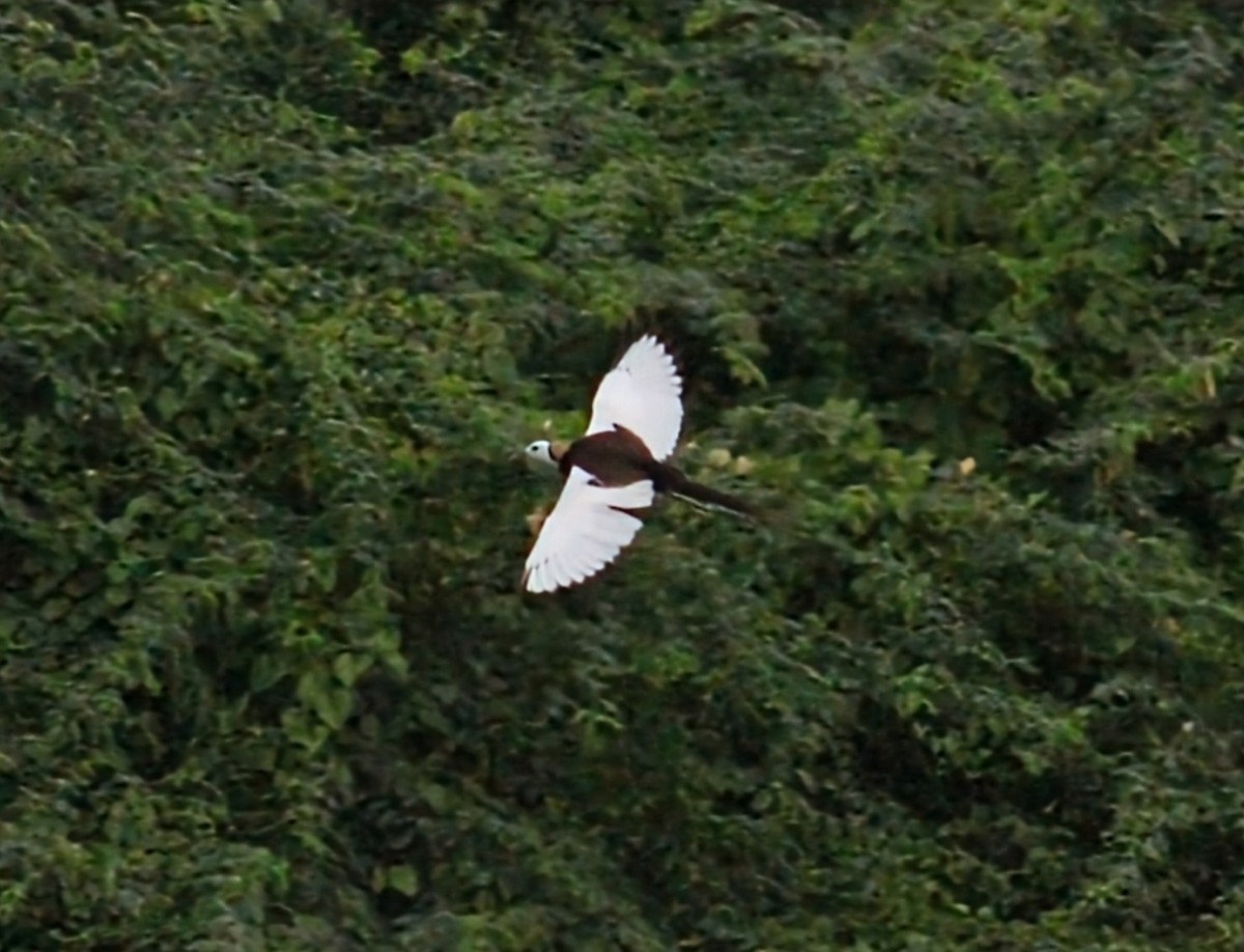 Pheasant-tailed Jacana - ML646098644