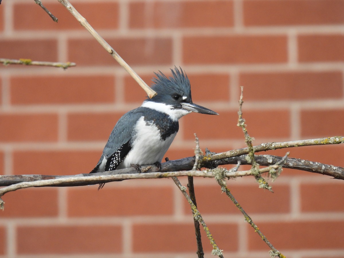 Belted Kingfisher - ML646098645