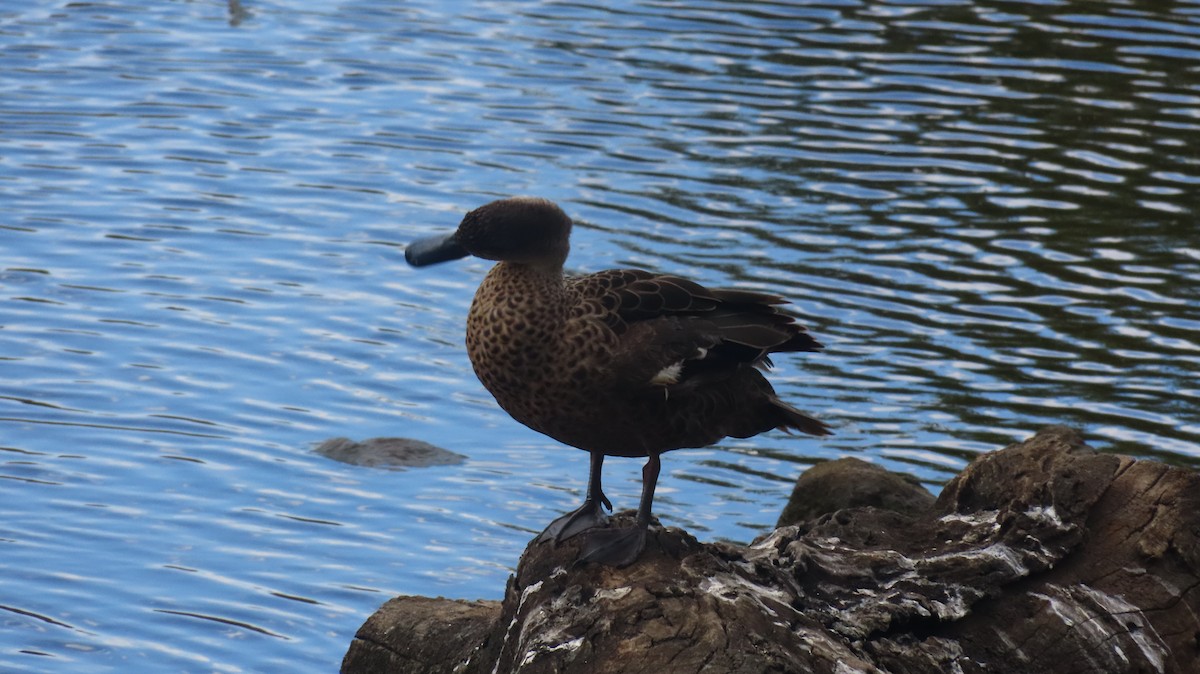 Chestnut Teal - ML646098646