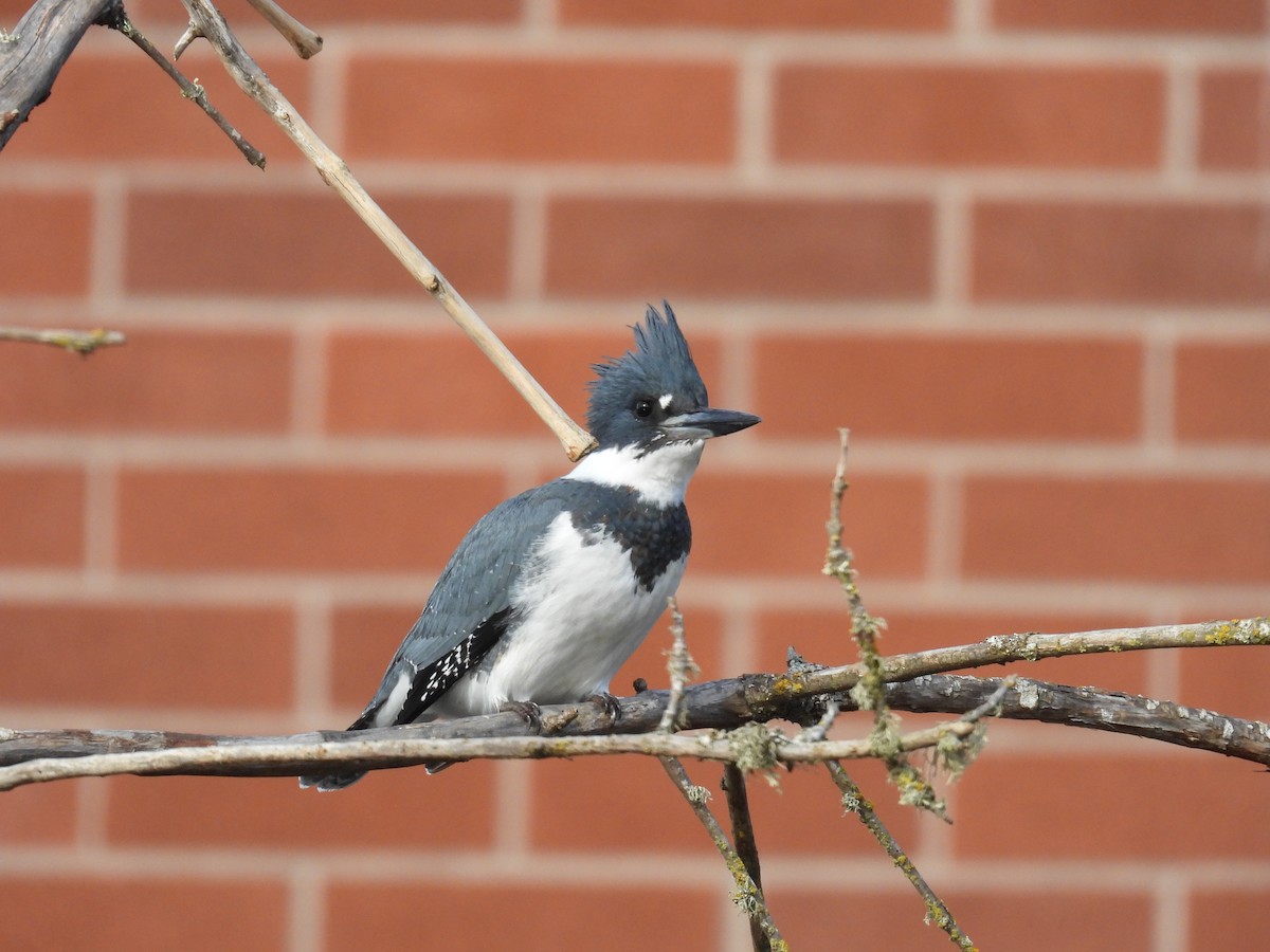 Belted Kingfisher - ML646098647