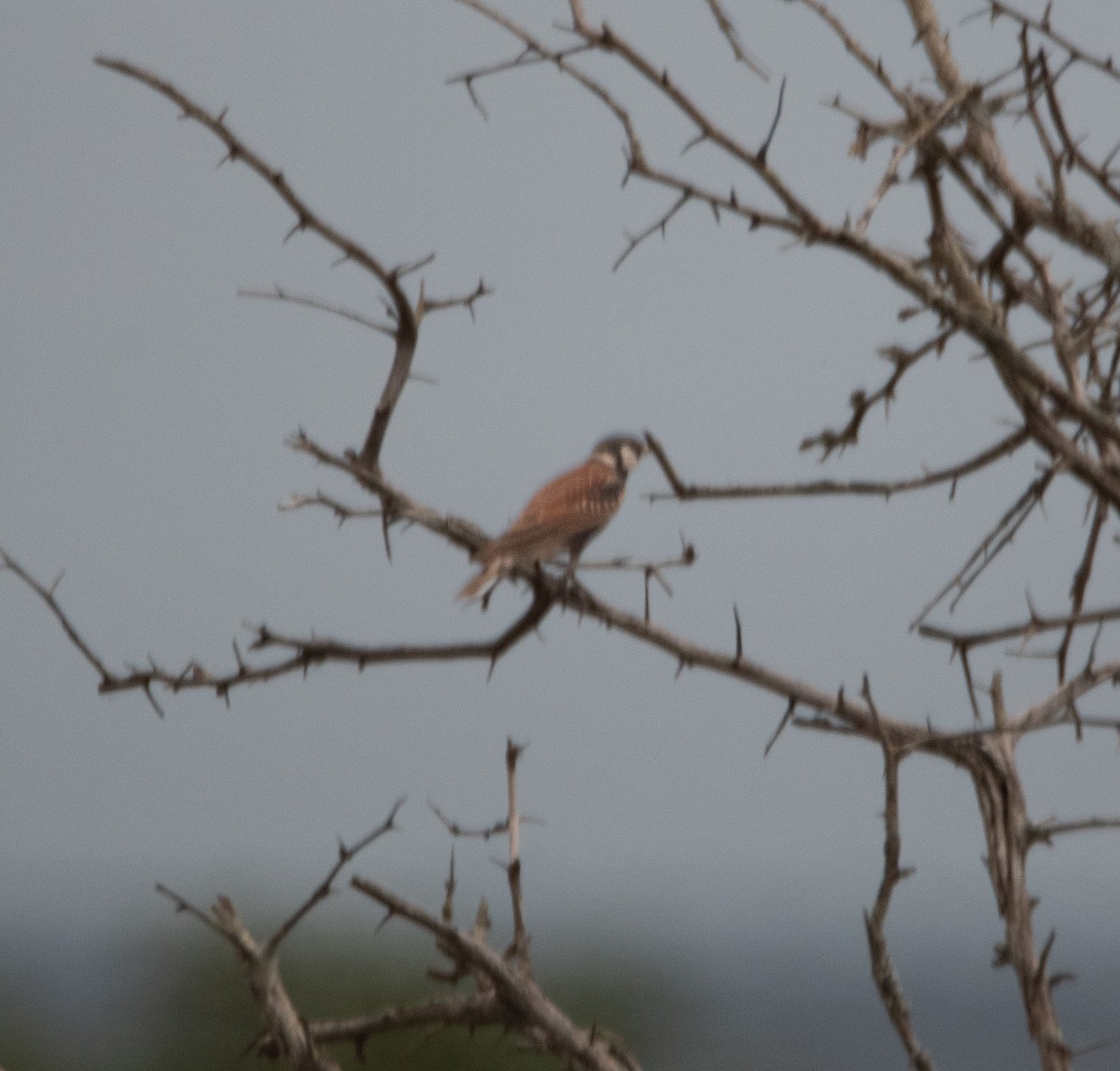 Chestnut-backed Sparrow-Lark - ML646098648