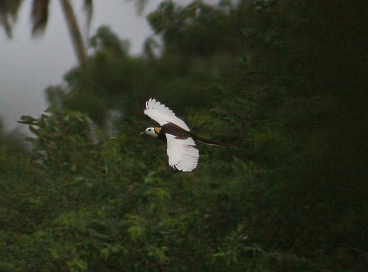 Pheasant-tailed Jacana - ML646098649