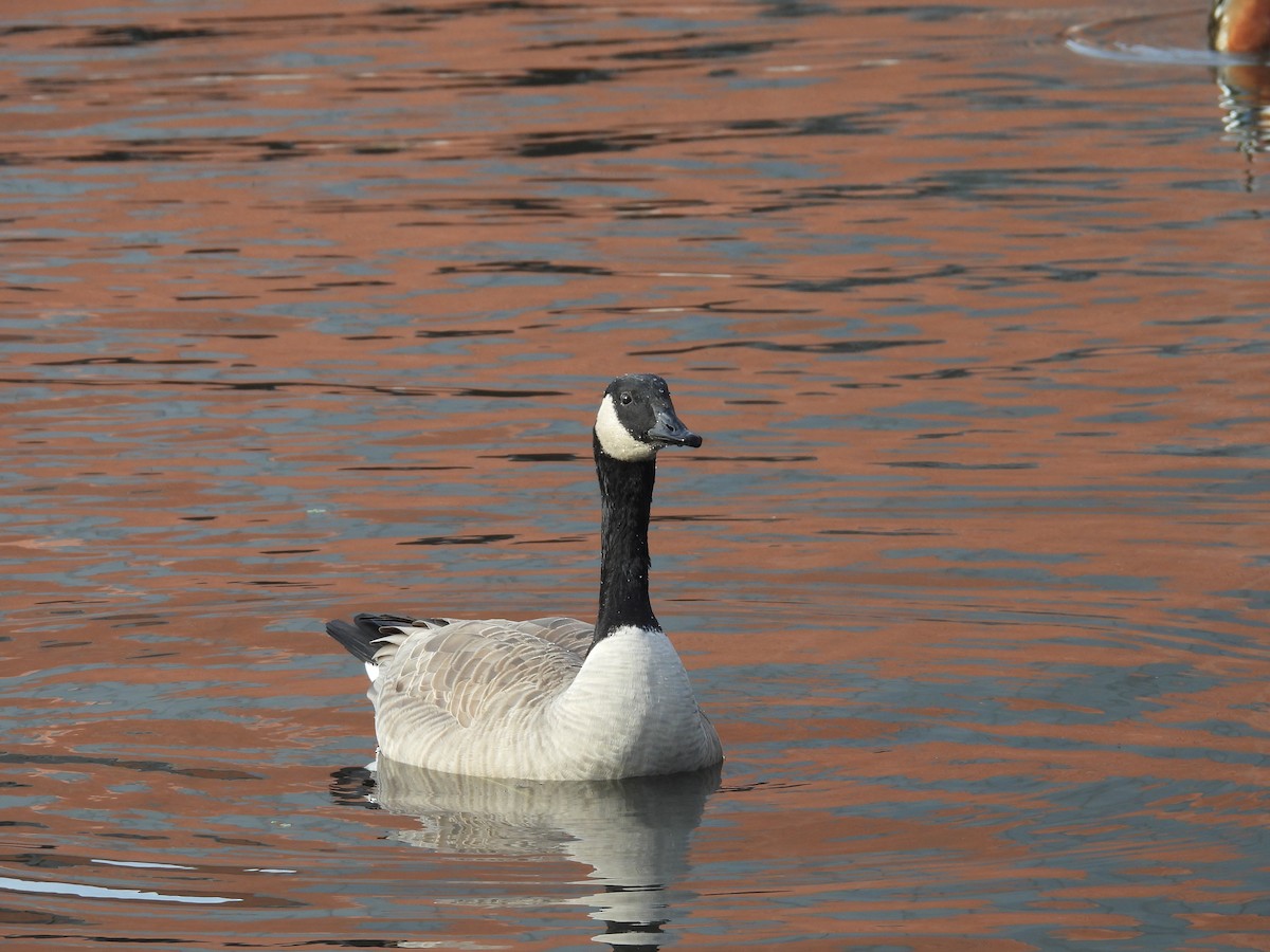 Canada Goose - ML646098650