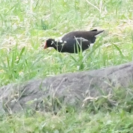 Eurasian Moorhen - ML646098651