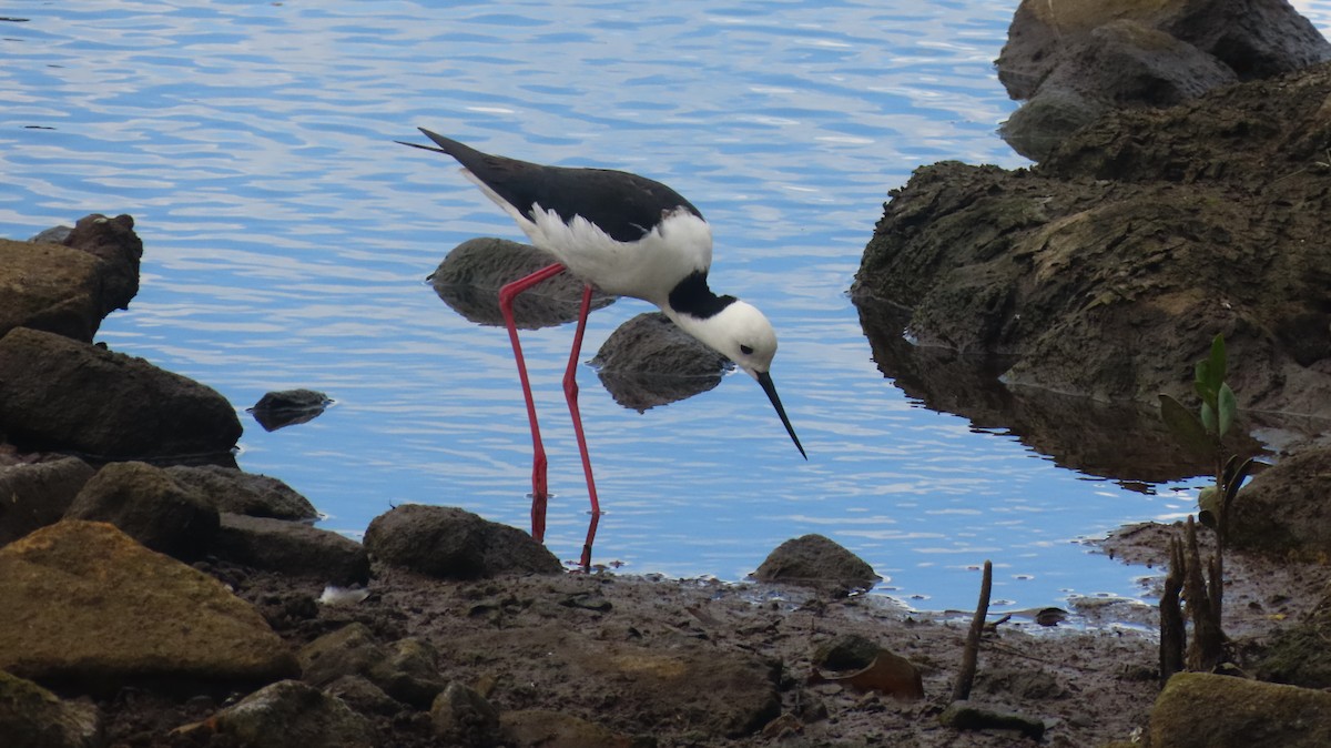 Pied Stilt - ML646098652