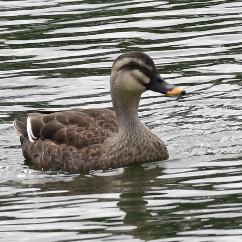Eastern Spot-billed Duck - ML646098653