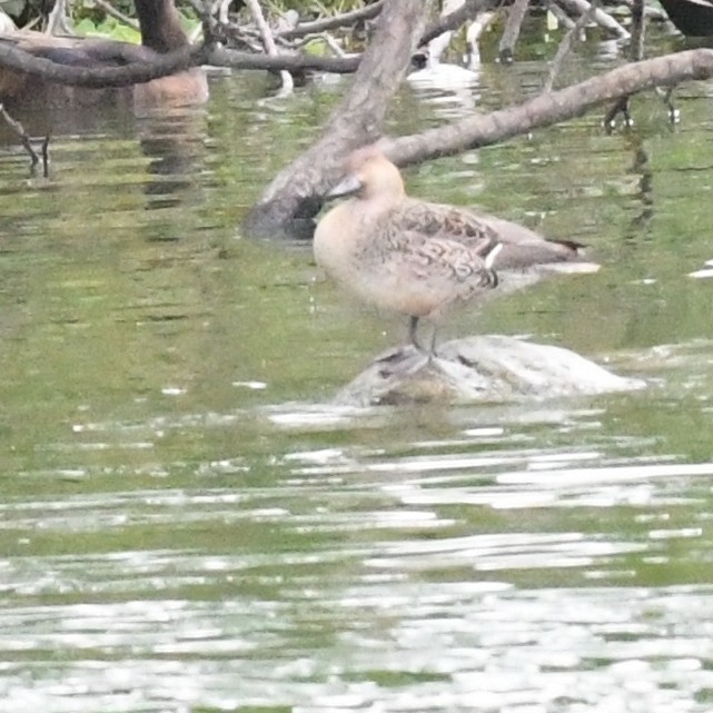 Eurasian Wigeon - ML646098654