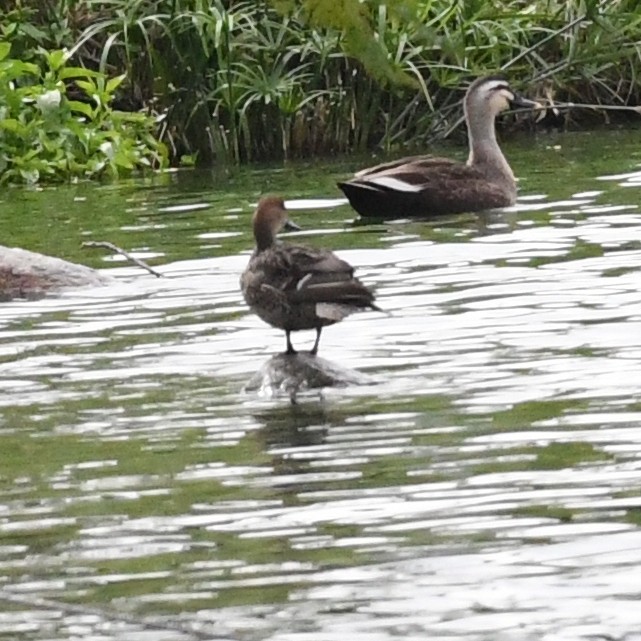Eurasian Wigeon - ML646098655