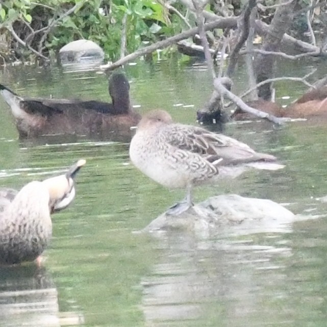 Eurasian Wigeon - ML646098656