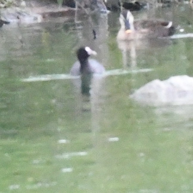 Eurasian Coot - ML646098657