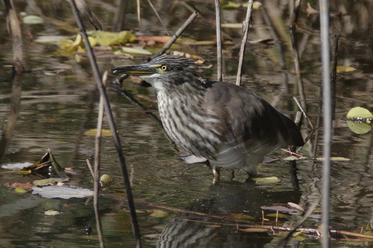 Chinese Pond-Heron - ML646098658
