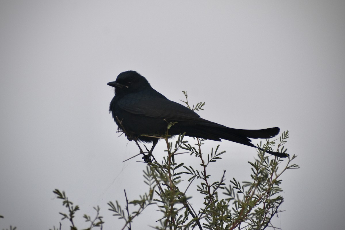 Black Drongo - ML646098659