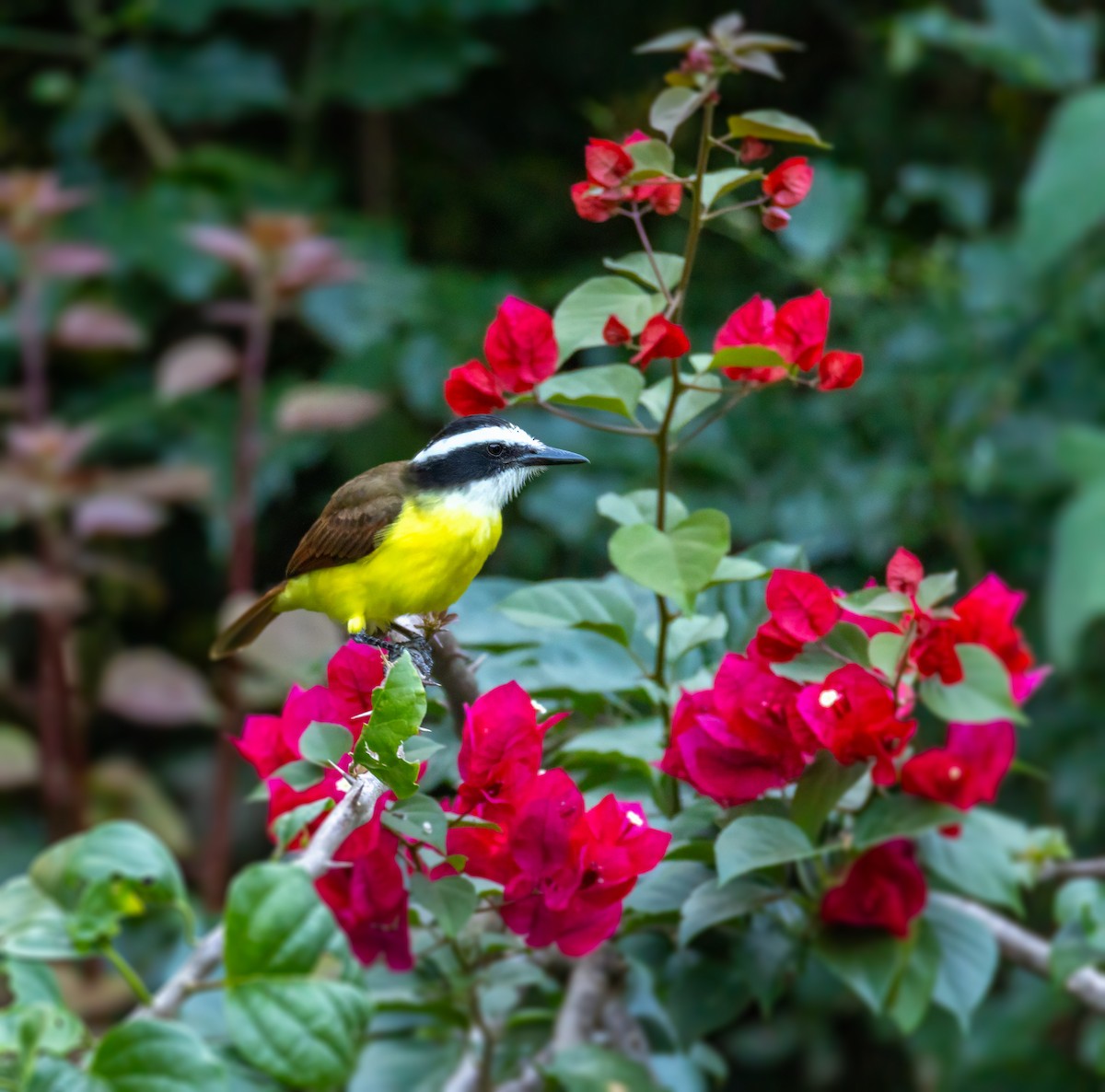 Great Kiskadee - ML646098663