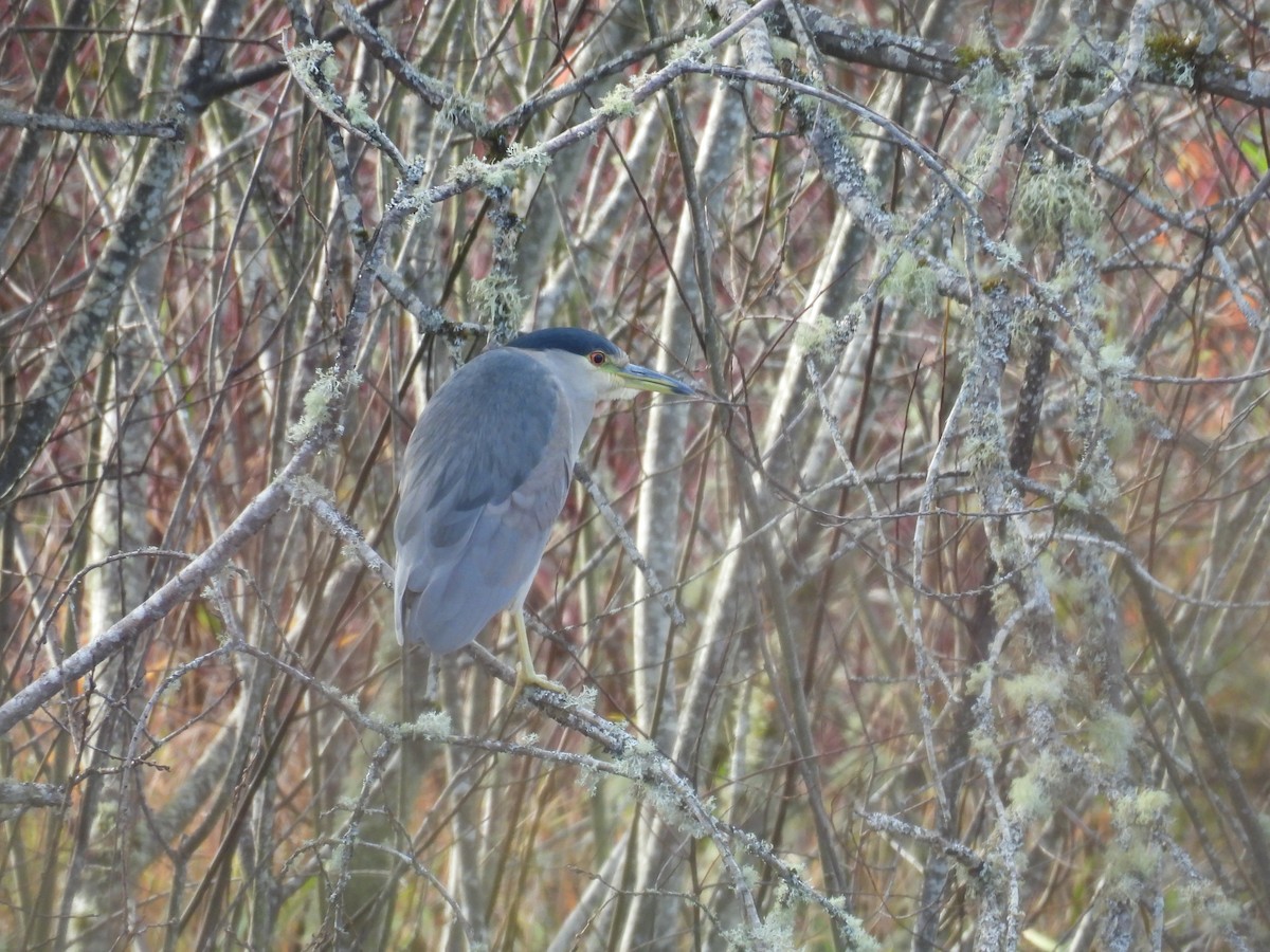 Black-crowned Night Heron - ML646098664