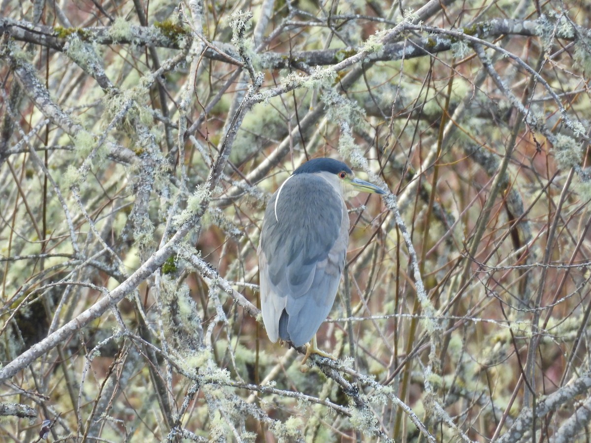 Black-crowned Night Heron - ML646098665
