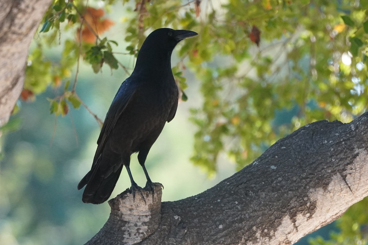 American Crow - ML646098666