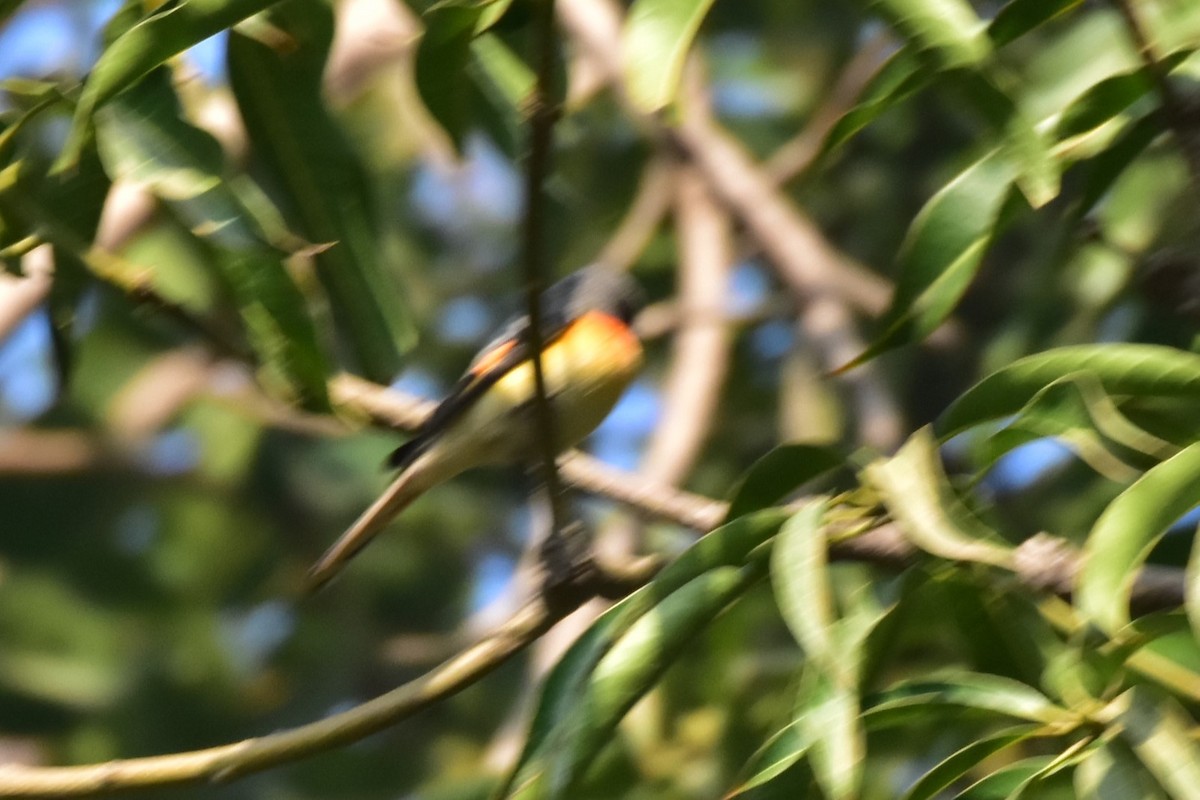 Zwergmennigvogel - ML646098667