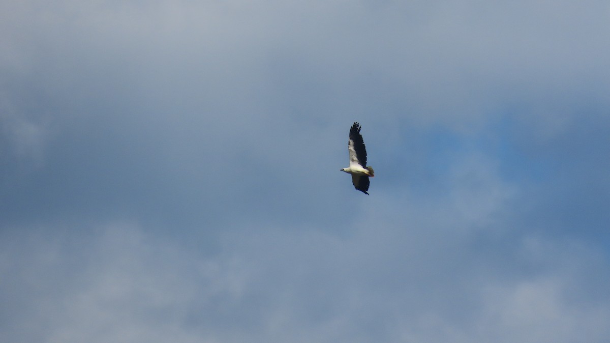 White-bellied Sea-Eagle - ML646098669