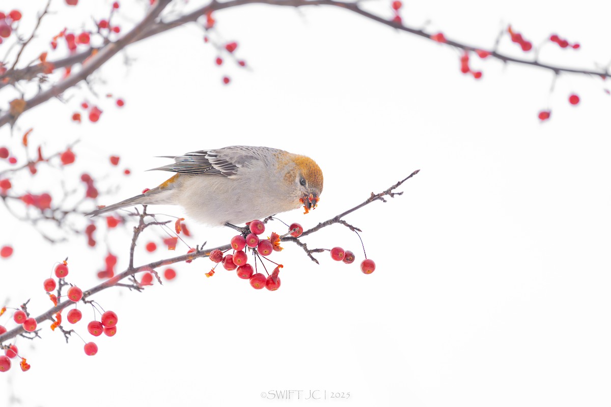 ギンザンマシコ - ML646098670