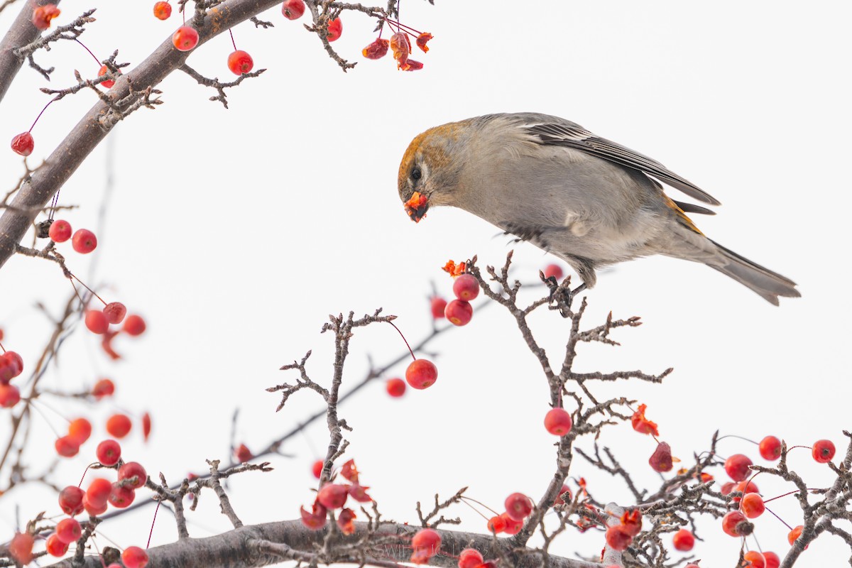 ギンザンマシコ - ML646098672