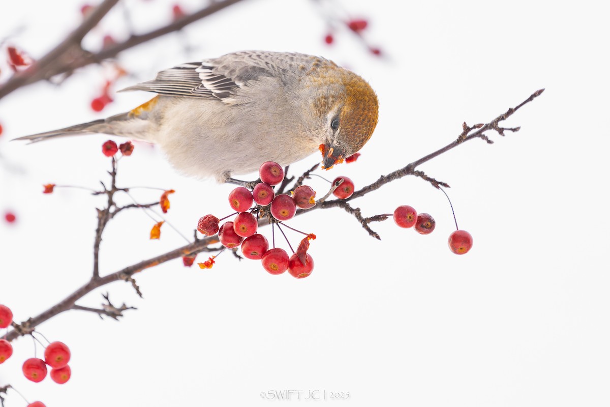 ギンザンマシコ - ML646098674