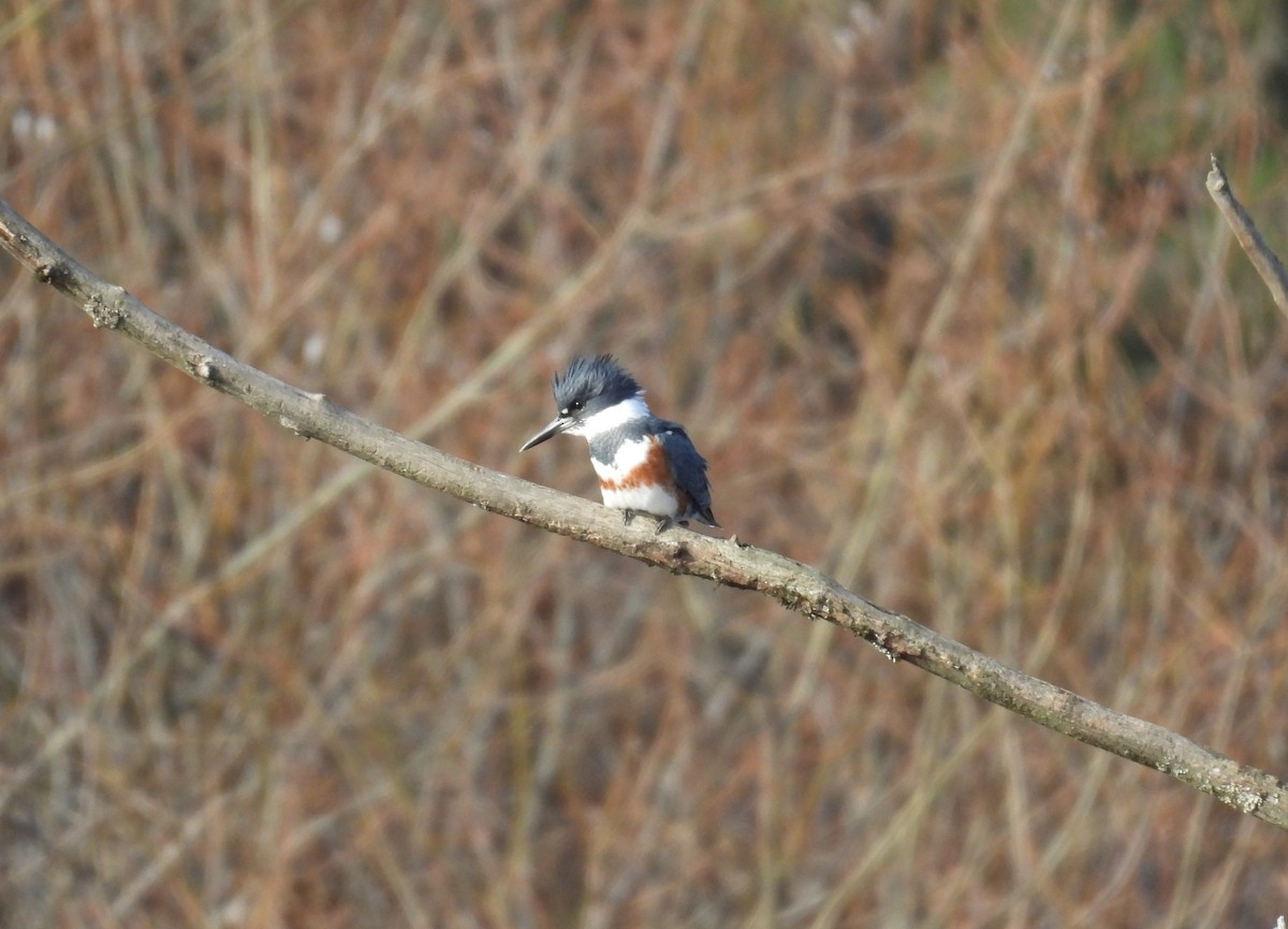 Belted Kingfisher - ML646098675