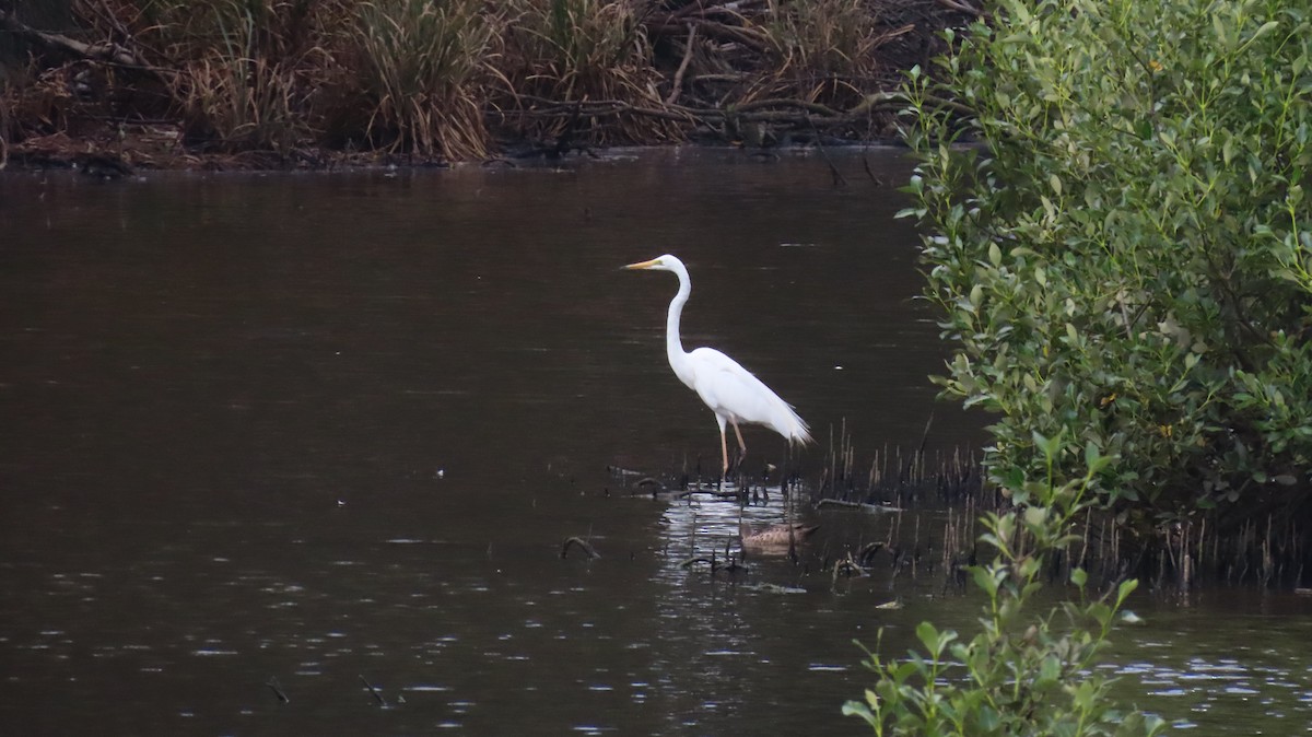 Great Egret - ML646098676