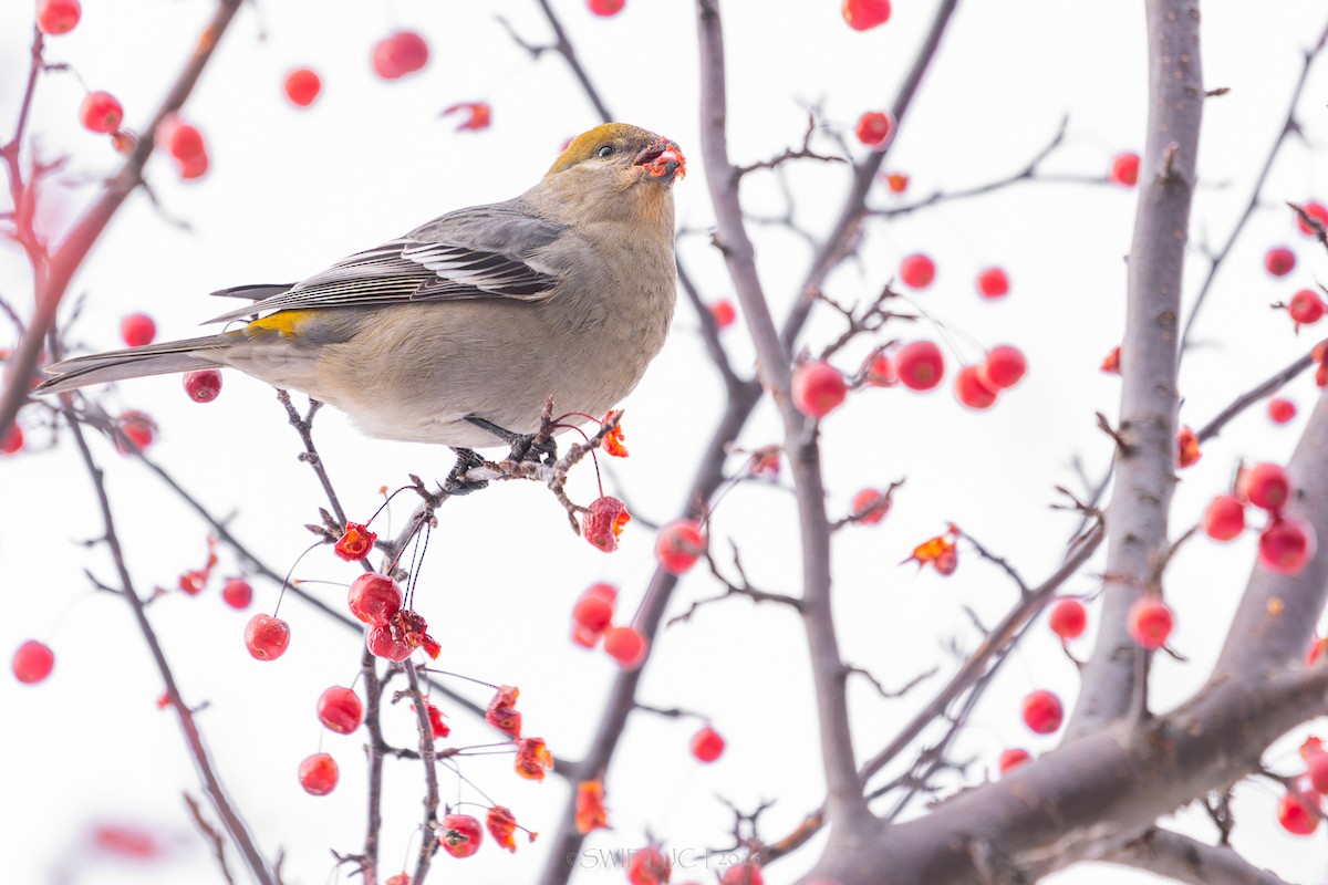 ギンザンマシコ - ML646098677