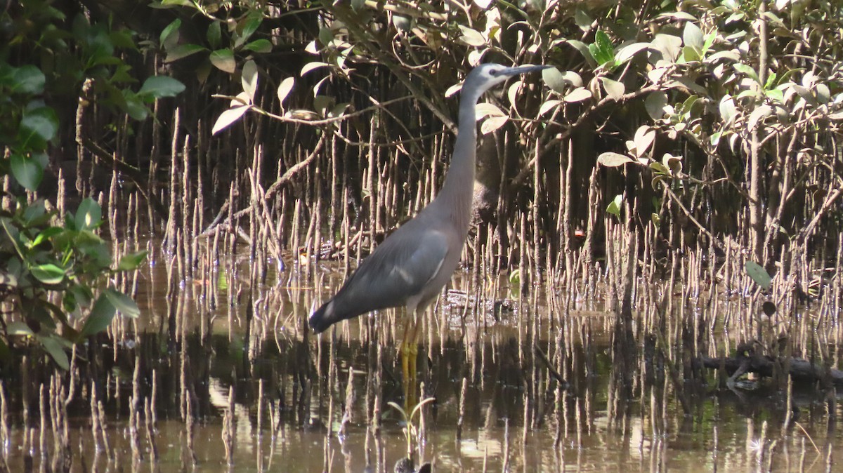 White-faced Heron - ML646098679